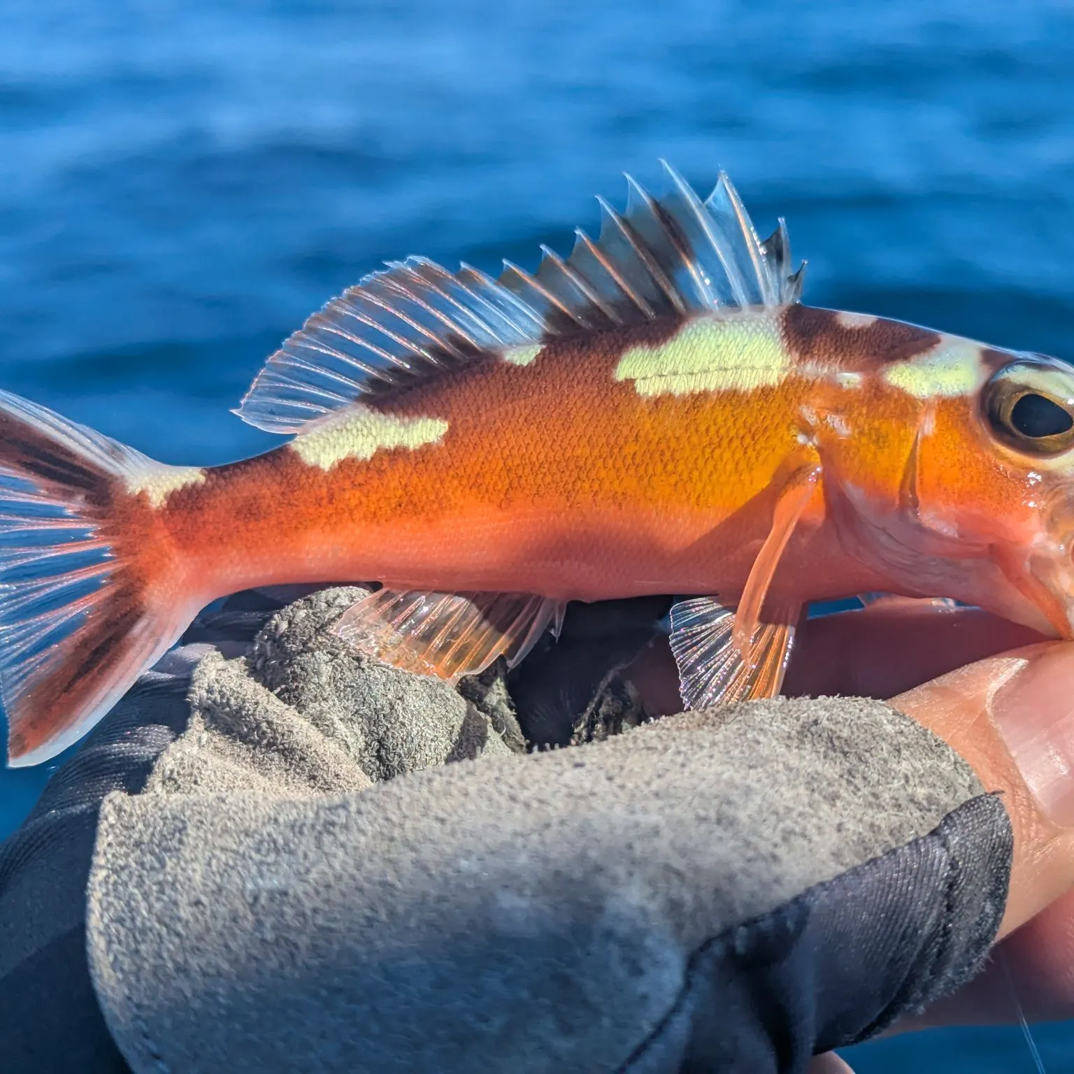 The most recent Tobaccofish catches on Fishbrain