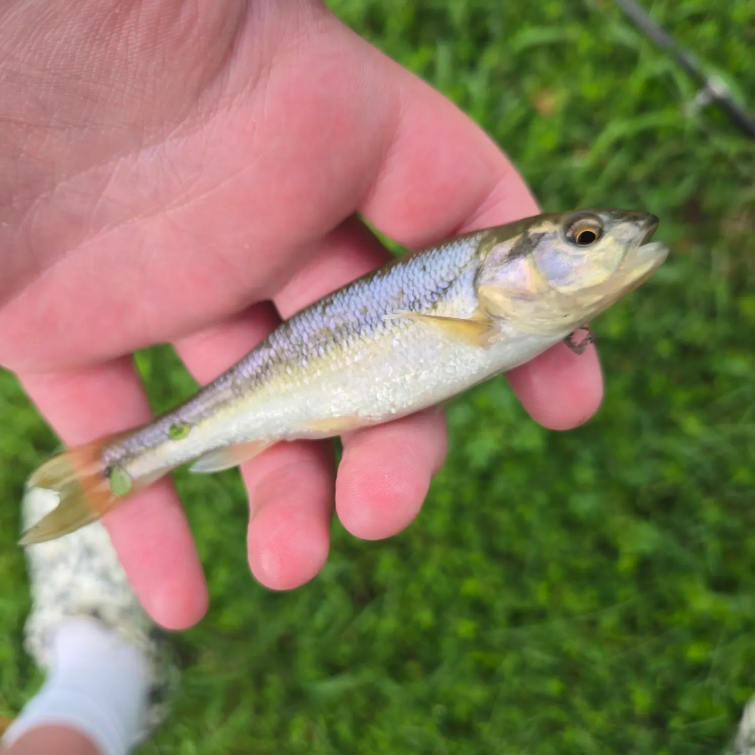 Striped shiner caught on Fishbrain