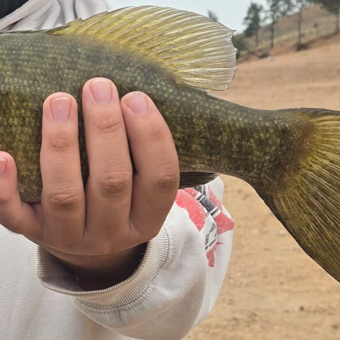 Smallmouth bass caught on Fishbrain