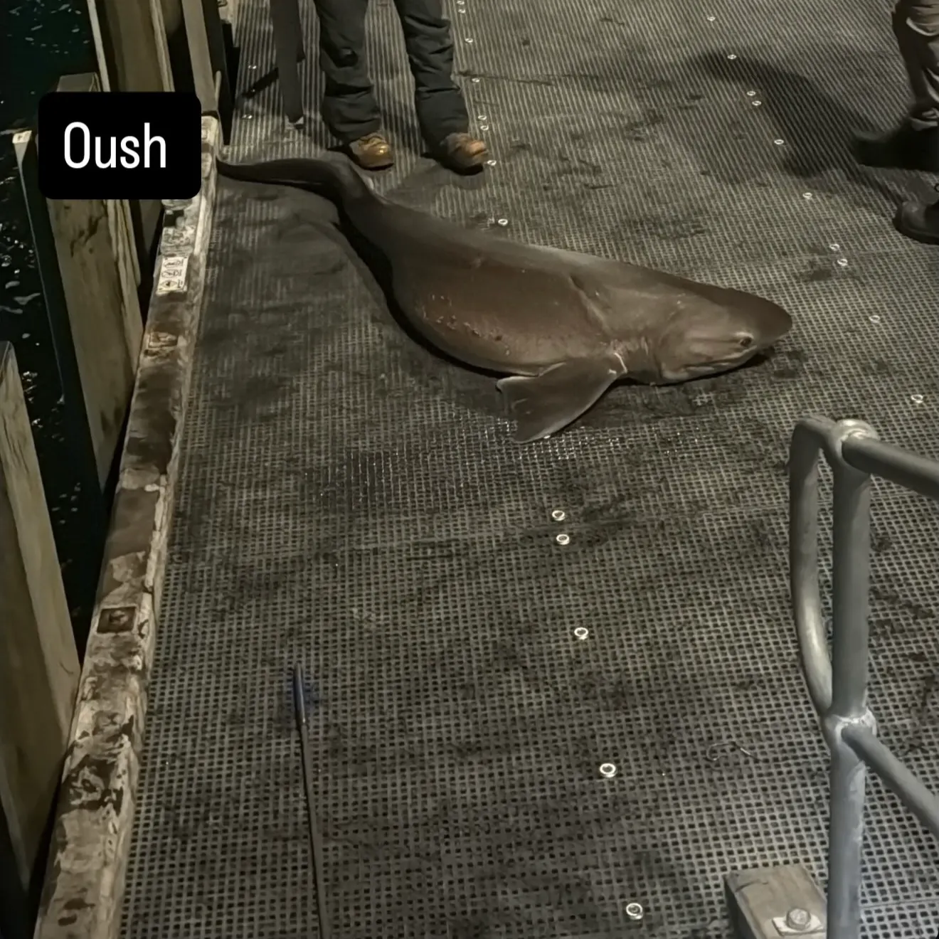 Broadnose sevengill shark caught on Fishbrain