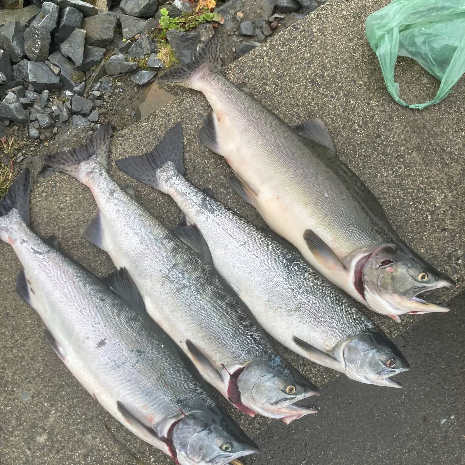 recently logged catches