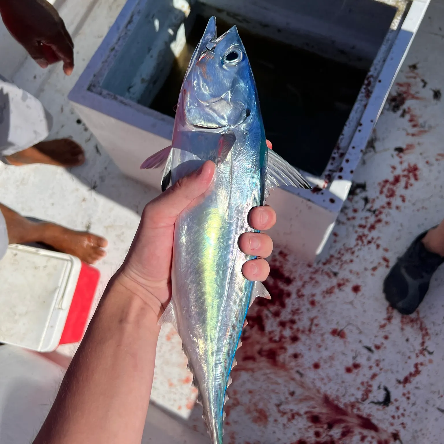 The most recent Little tunny catches on Fishbrain