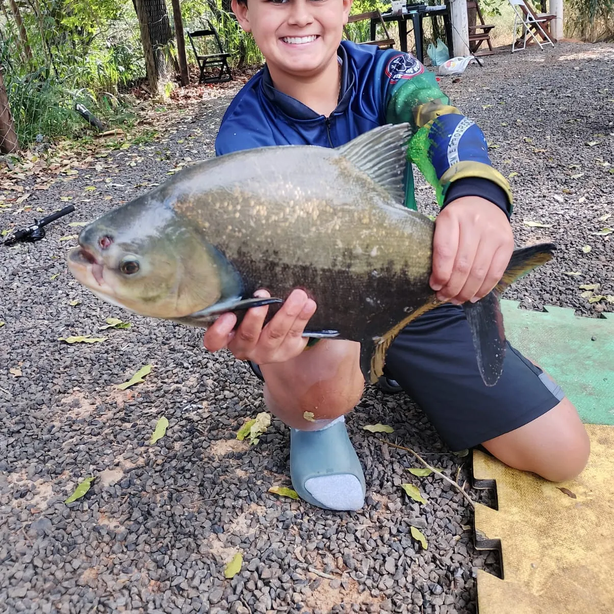 The most recent Tambacu catches on Fishbrain