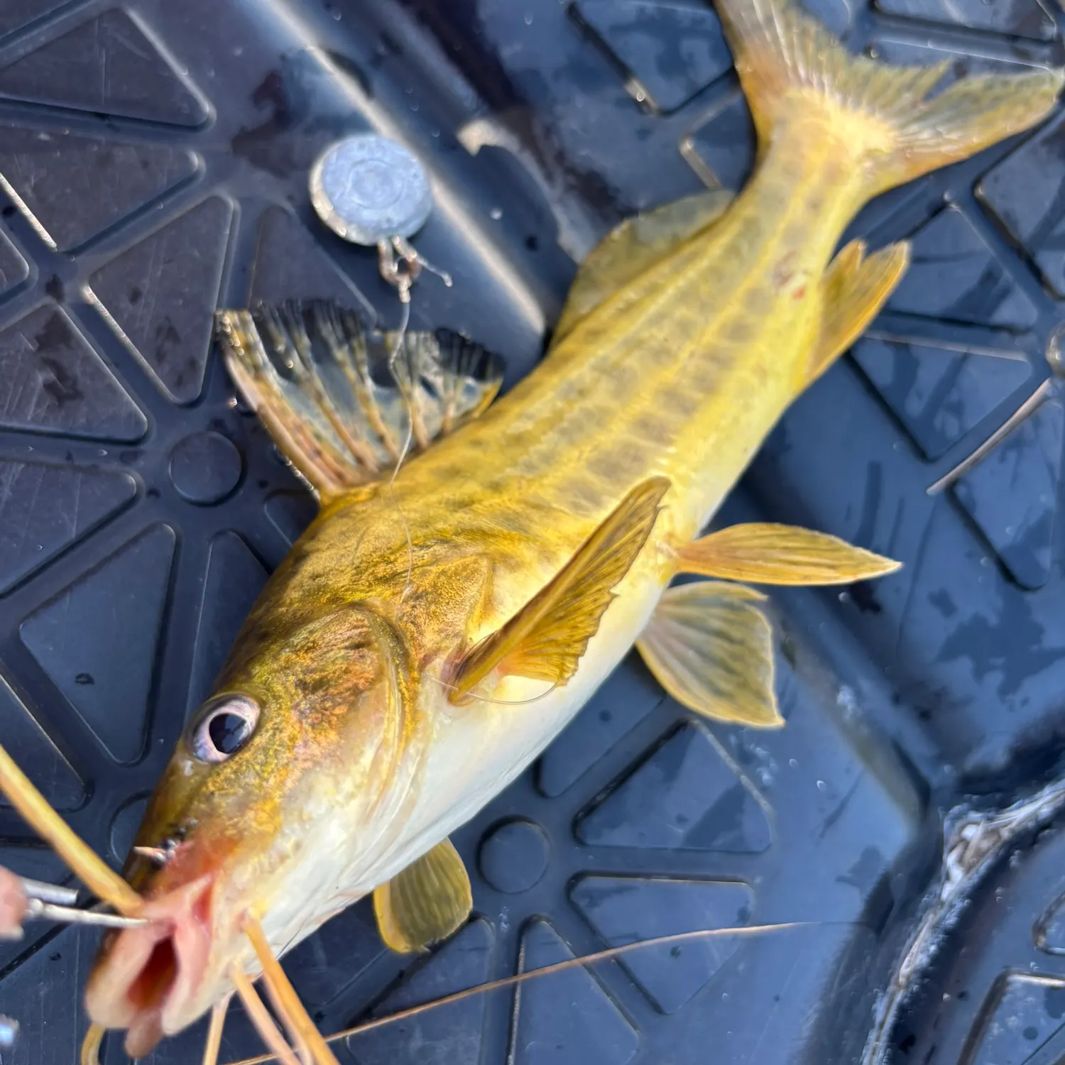 The most recent Spotted pimelodus catches on Fishbrain