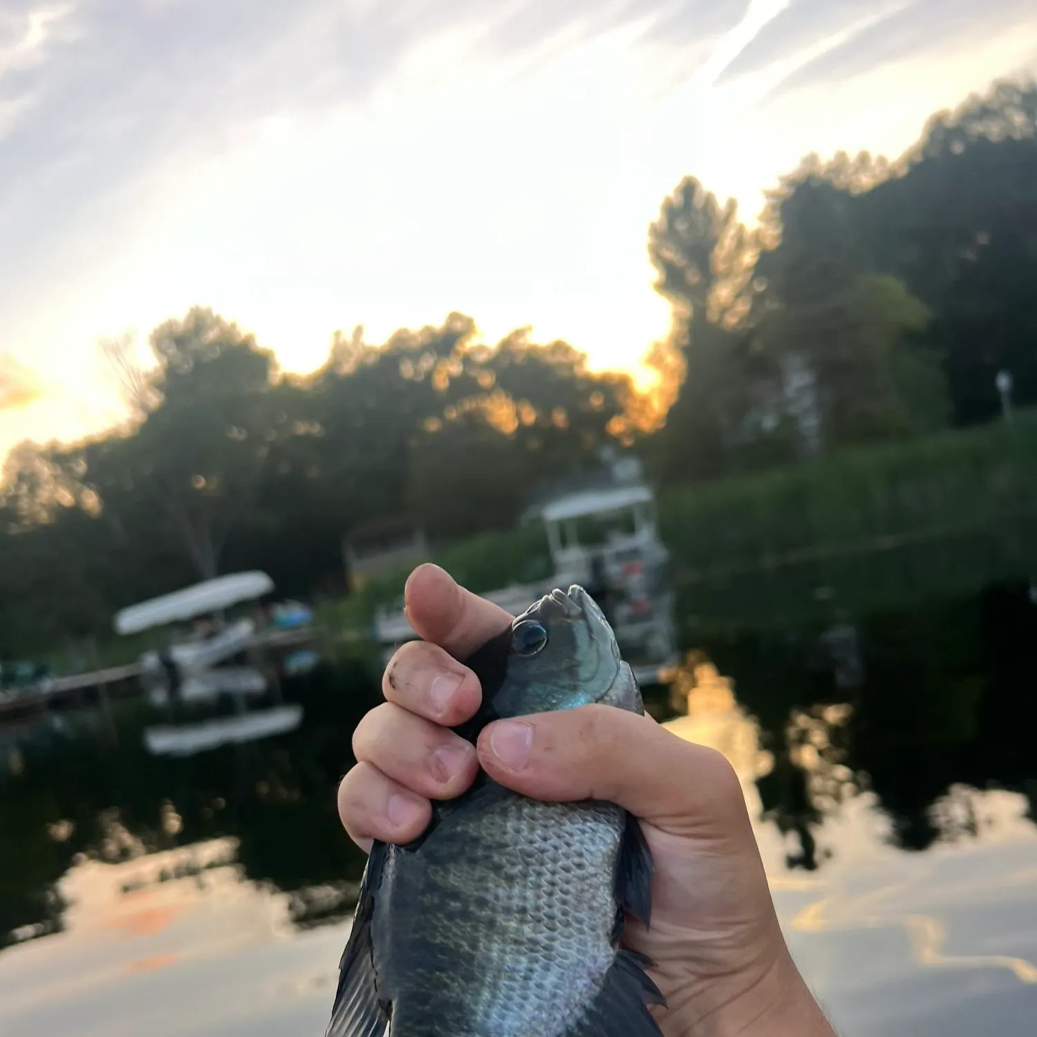 Bluegill caught on Fishbrain