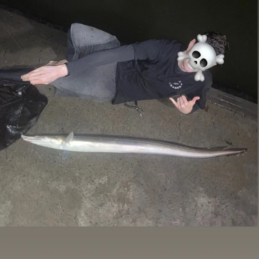 The most recent Common pike conger catches on Fishbrain