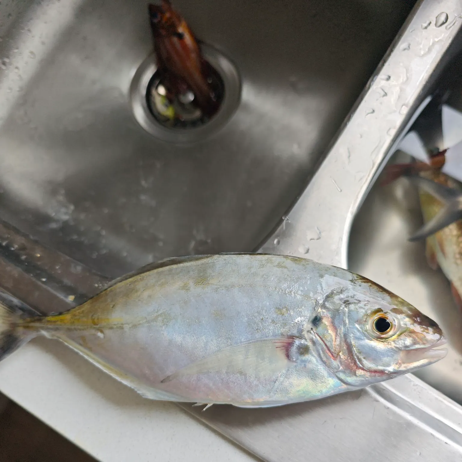 The most recent Silver trevally catches on Fishbrain