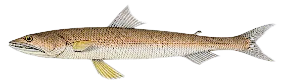 Inshore lizardfish