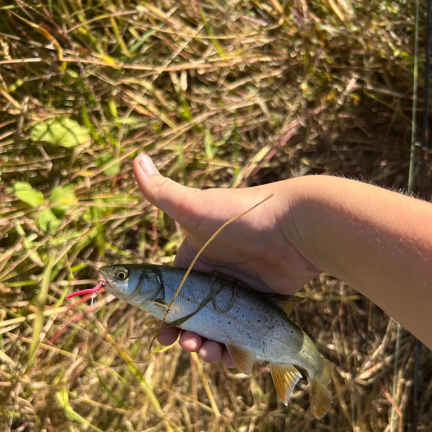 The most recent Umpqua pikeminnow catches on Fishbrain