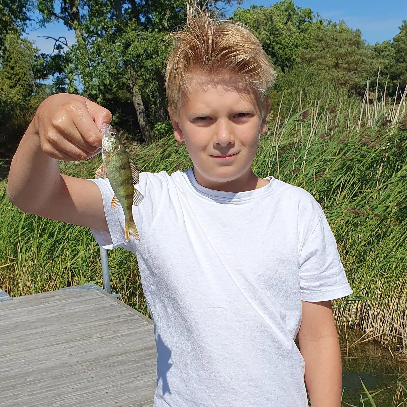 European perch caught on Fishbrain