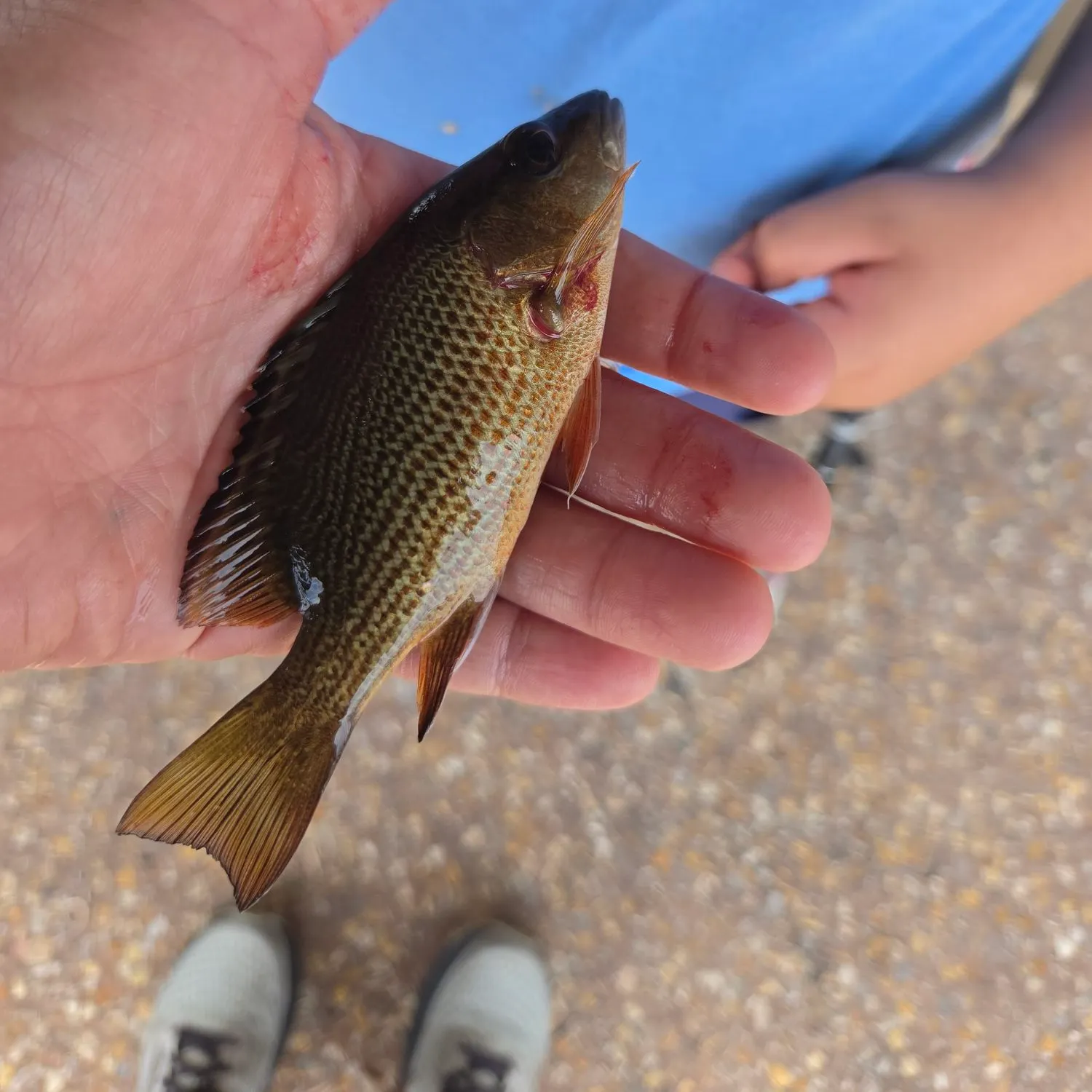 Mangrove snapper caught on Fishbrain