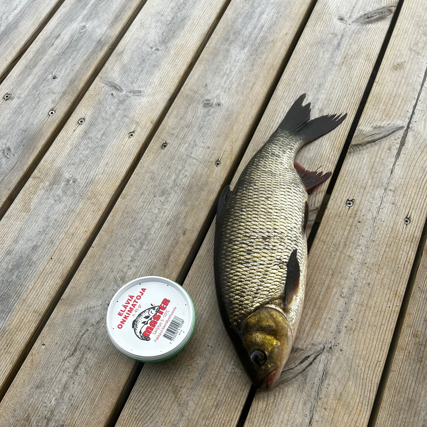 Ide caught on Fishbrain