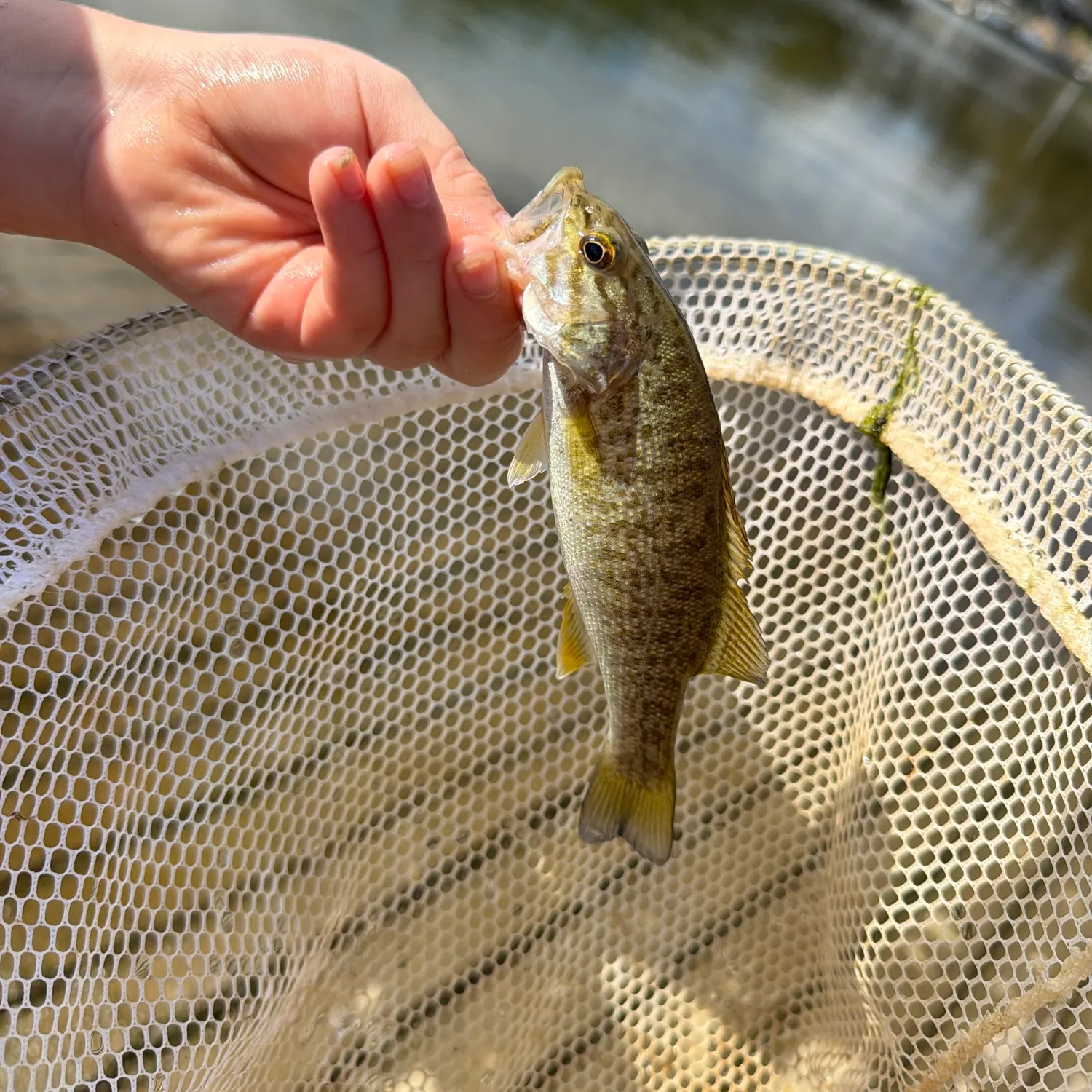 Smallmouth bass caught on Fishbrain