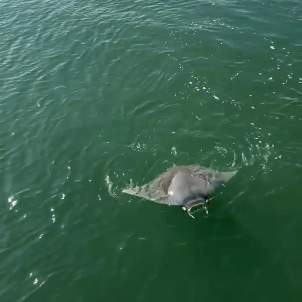 The most recent Reef manta ray catches on Fishbrain