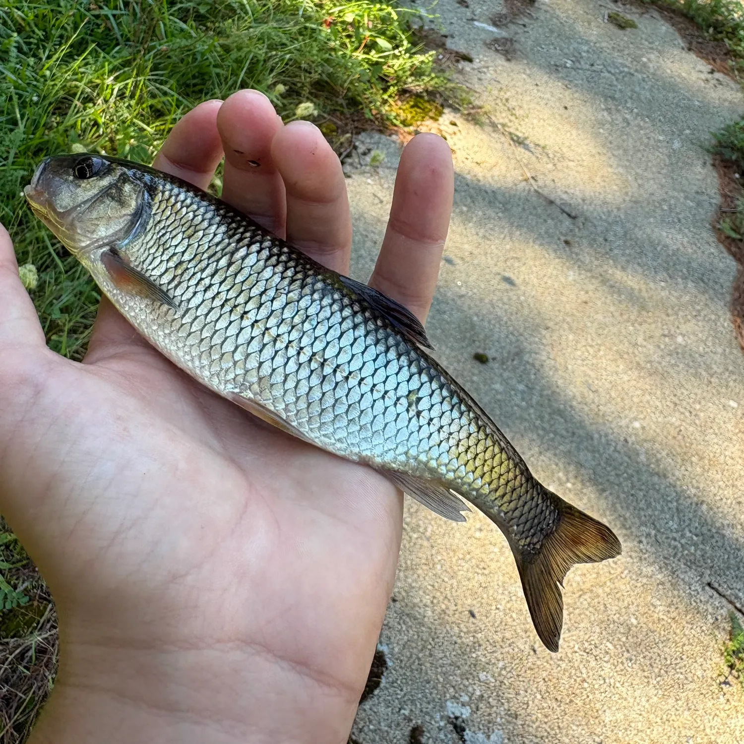 Fallfish caught on Fishbrain