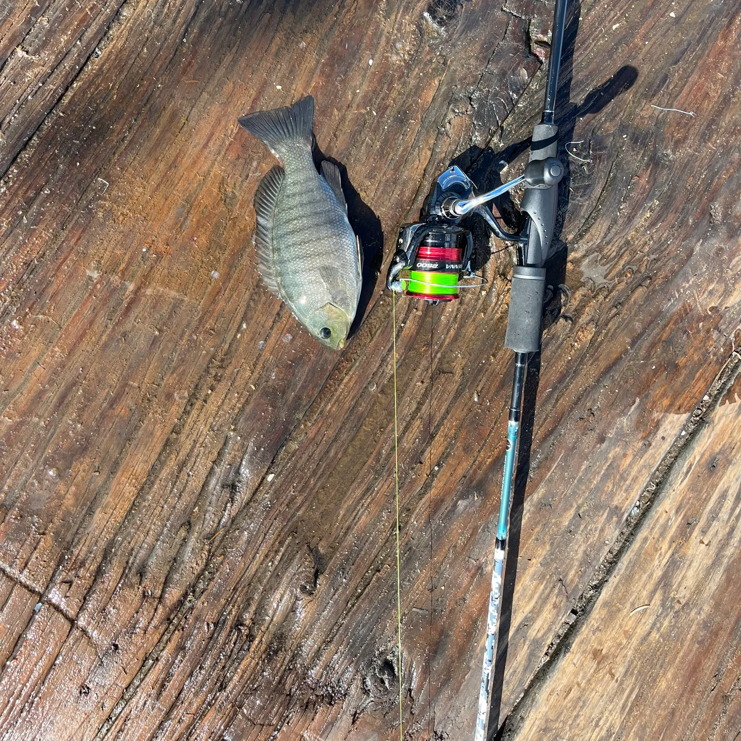 The most recent Luderick catches on Fishbrain