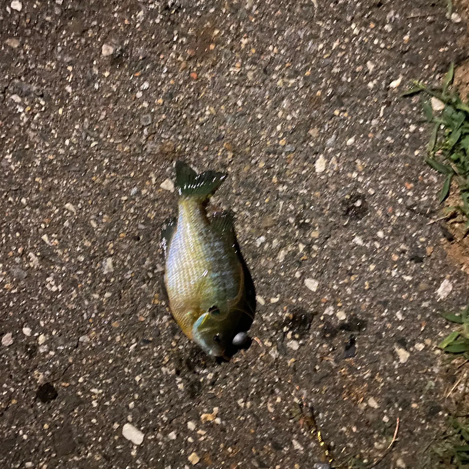The most recent Bluegill catches on Fishbrain