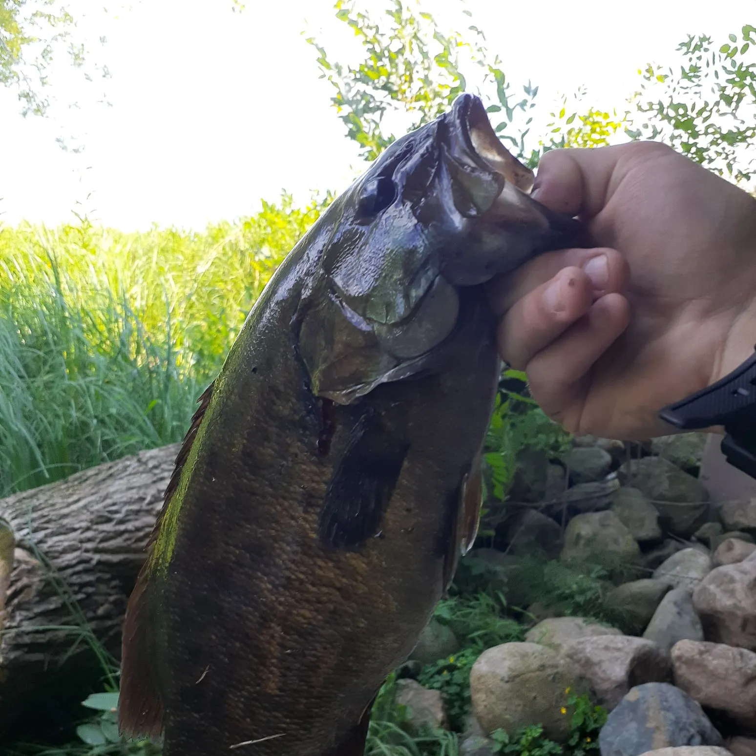 catch