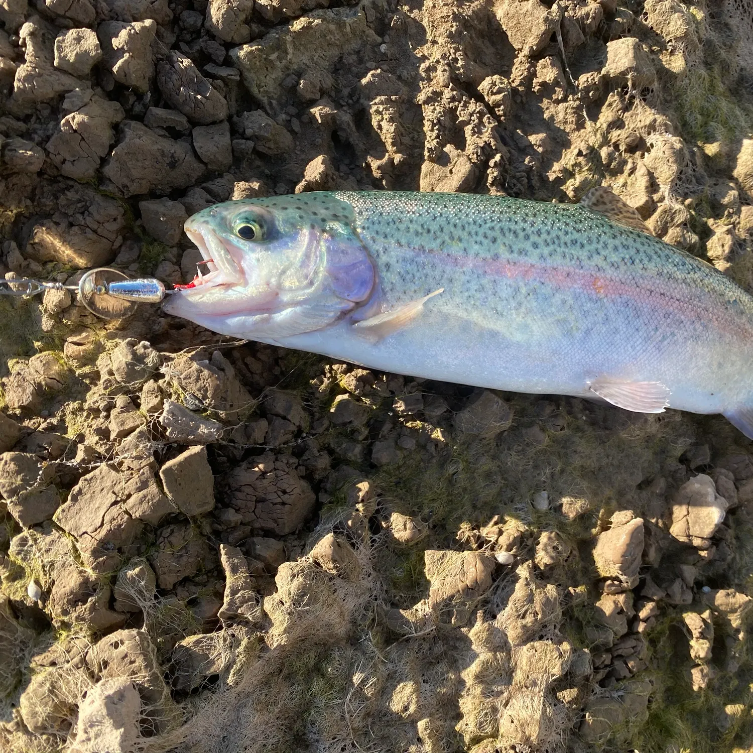Rainbow trout caught on Fishbrain