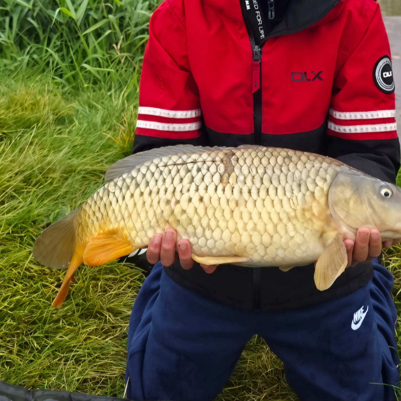 Common carp caught on Fishbrain