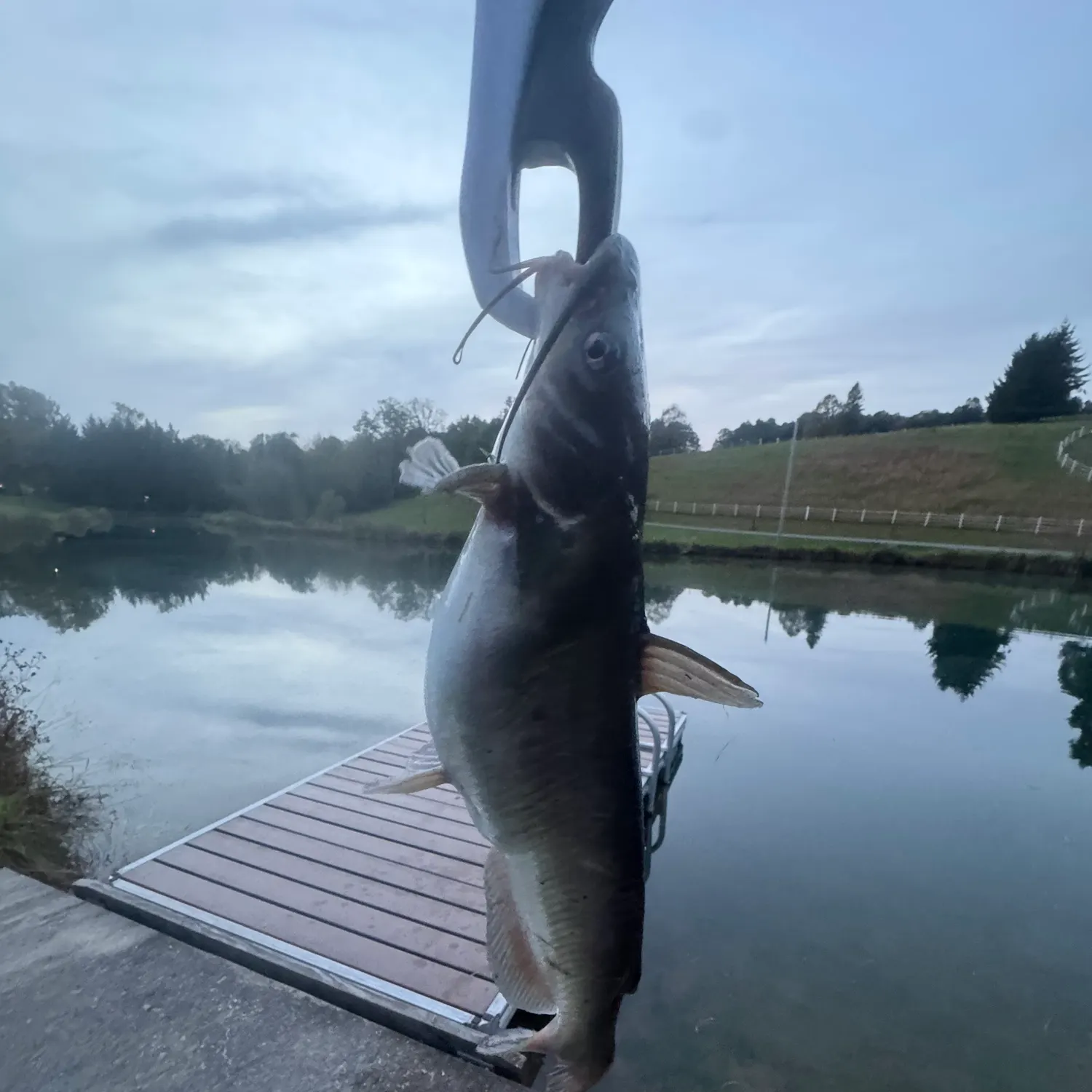 Channel catfish caught on Fishbrain