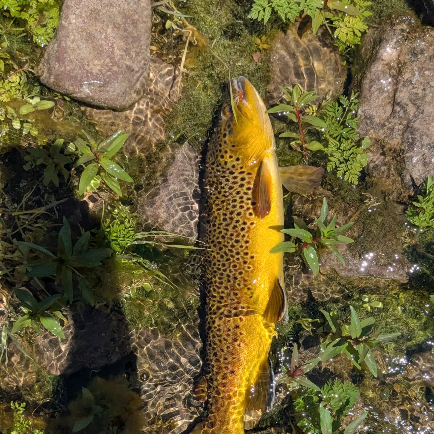 Brown trout caught on Fishbrain