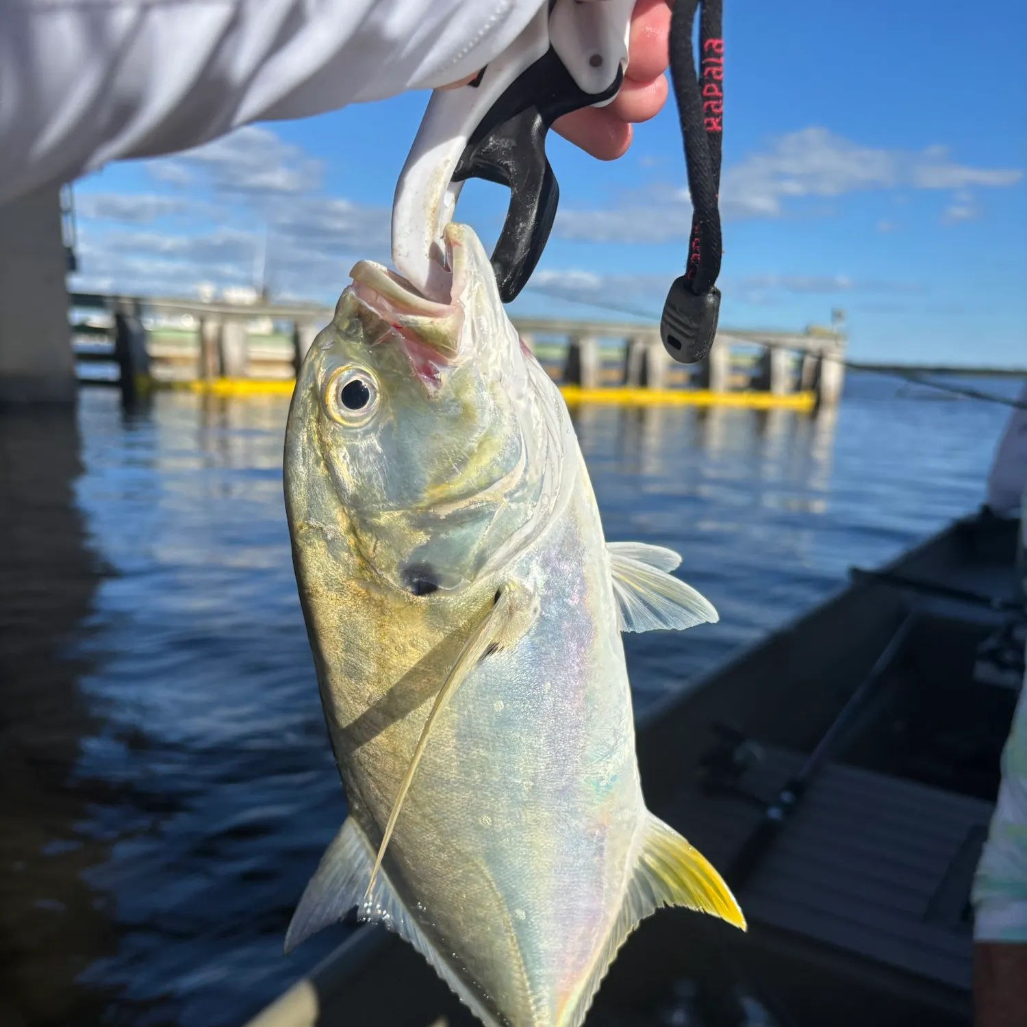 Crevalle jack caught on Fishbrain