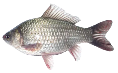Prussian carp