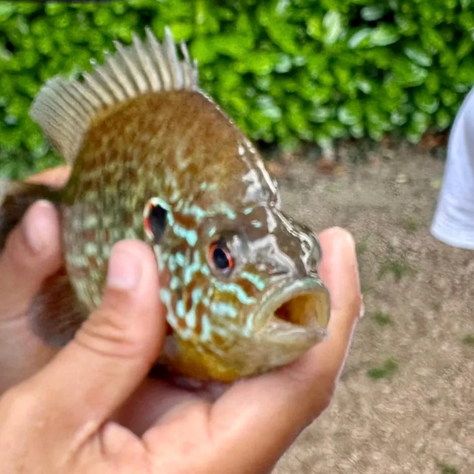 Pumpkinseed caught on Fishbrain