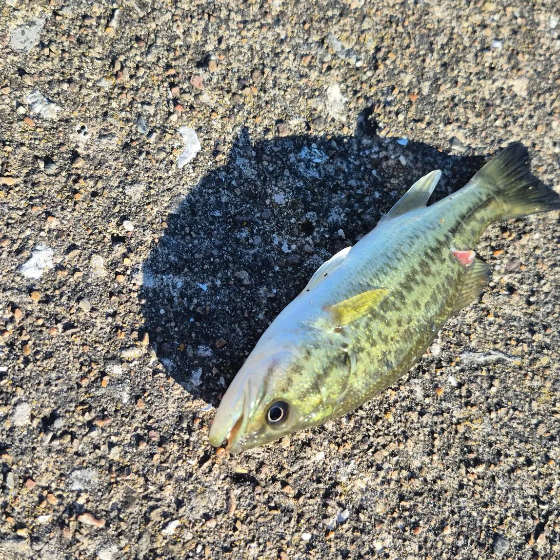 Spotted bass caught on Fishbrain