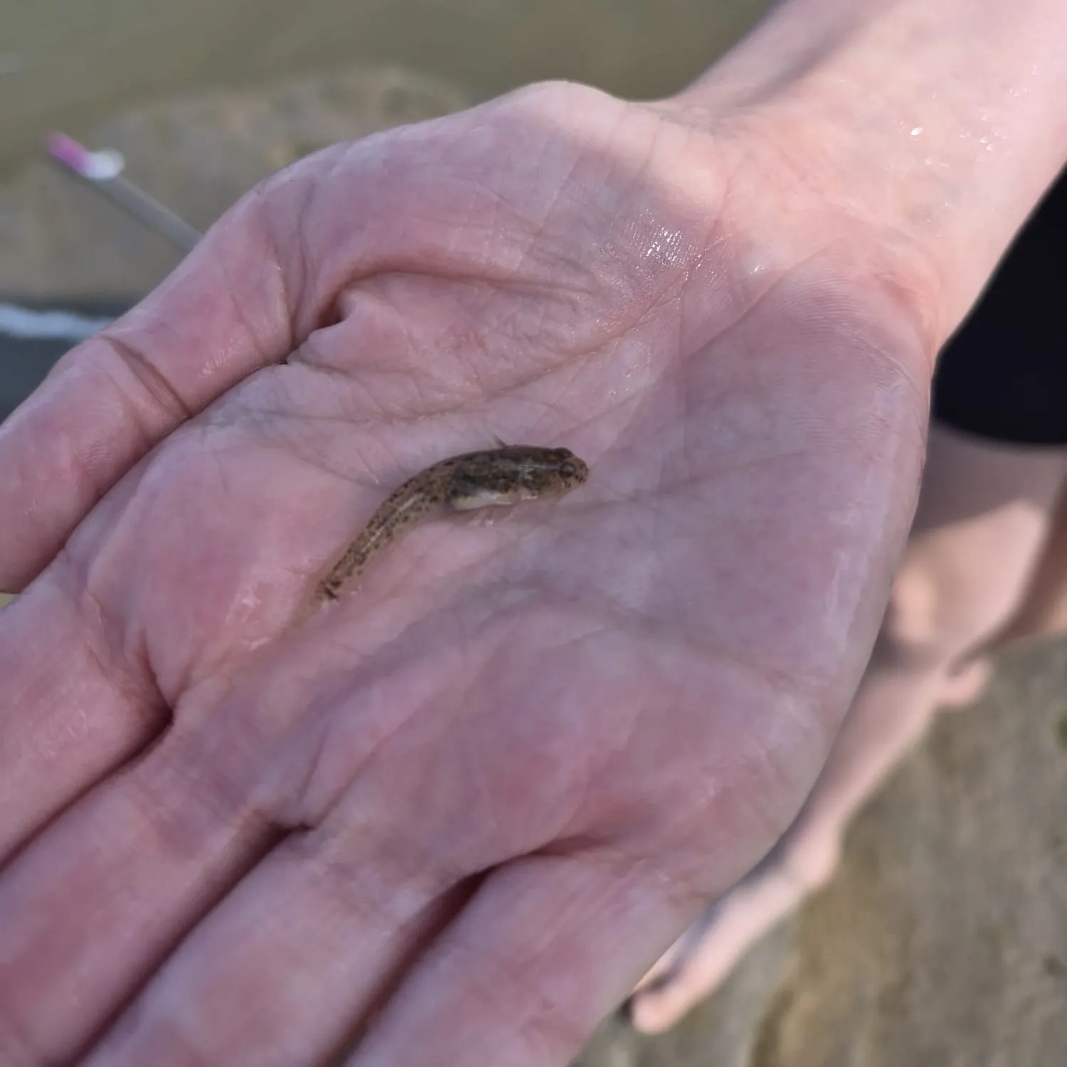 The most recent Common goby catches on Fishbrain