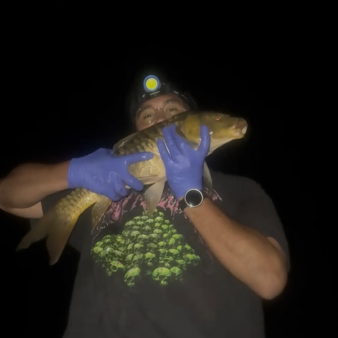 Common carp caught on Fishbrain