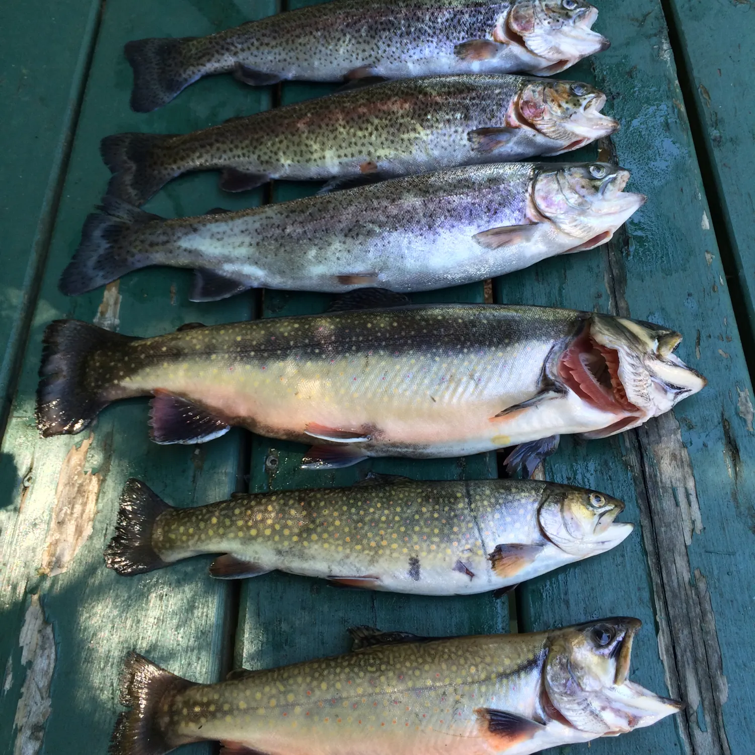 recently logged catches