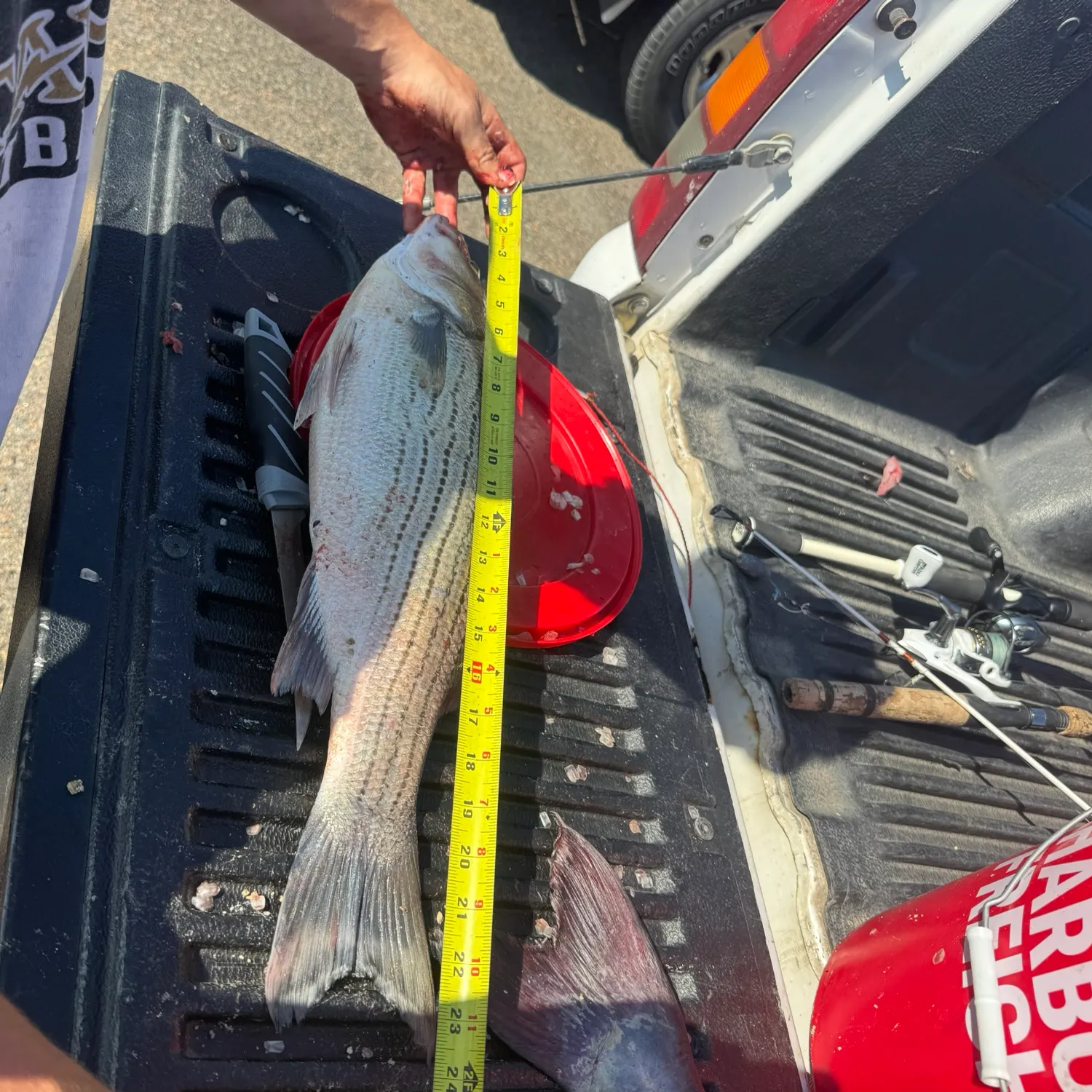 Wiper caught on Fishbrain