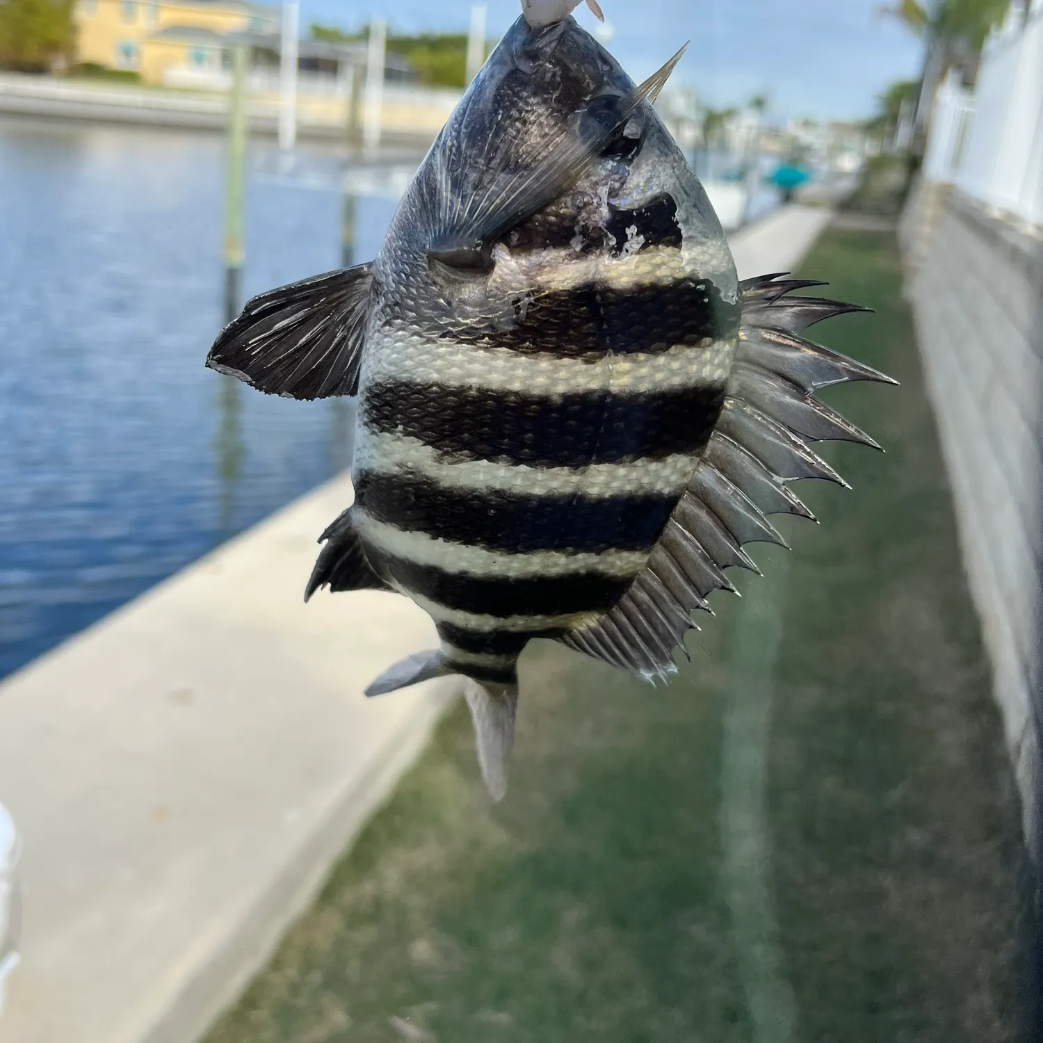 The most recent Sheepshead catches on Fishbrain