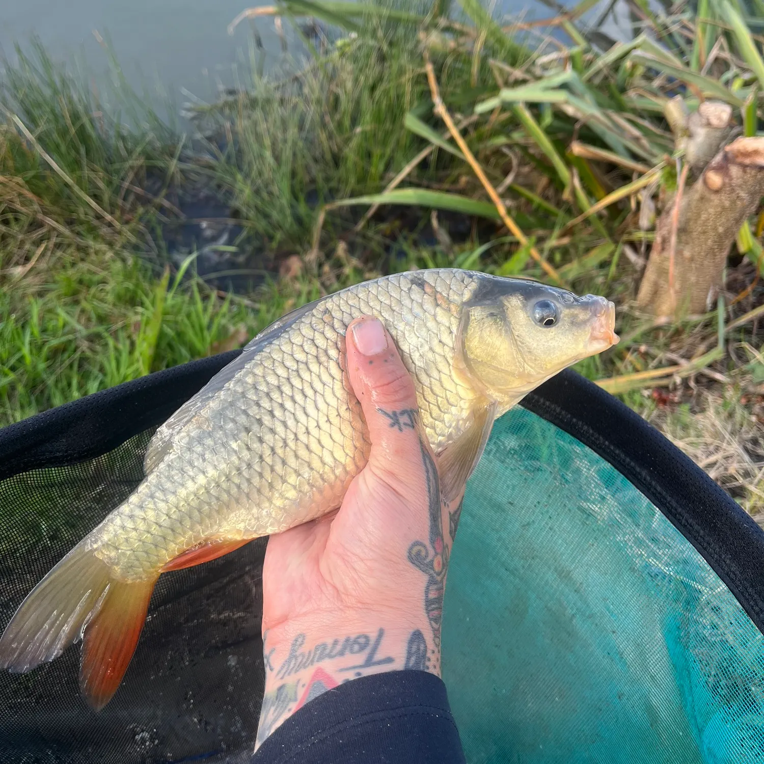 Common carp caught on Fishbrain