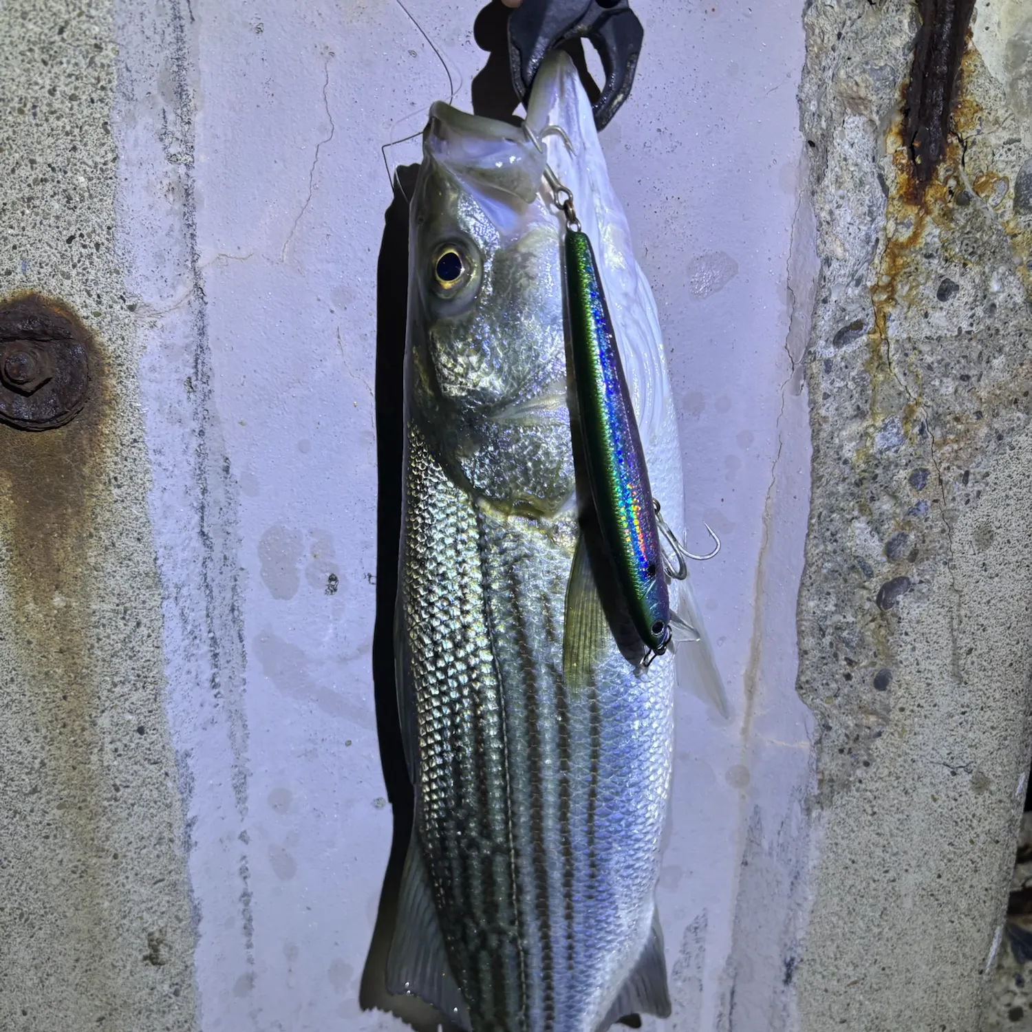 Striped bass caught on Fishbrain