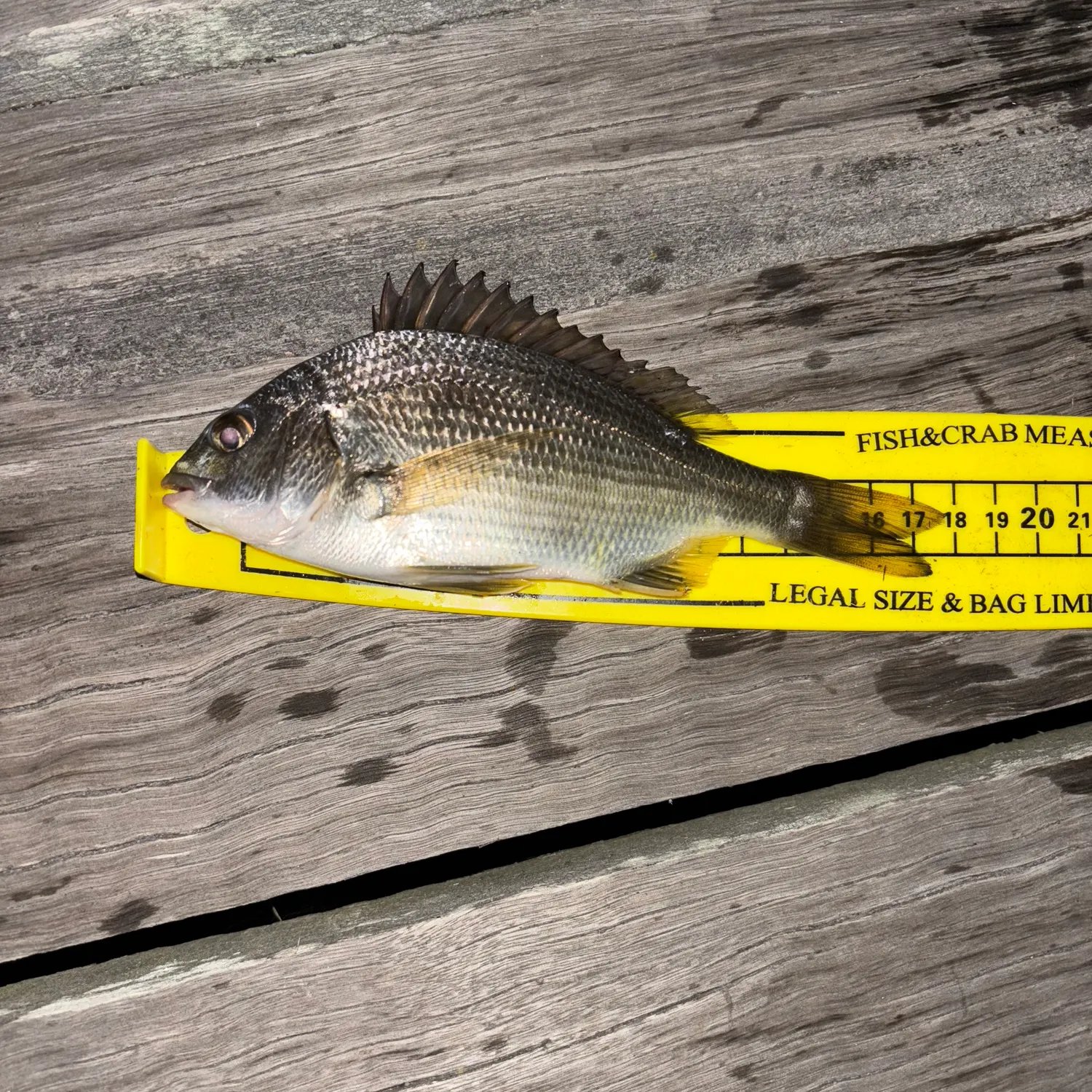 recently logged catches