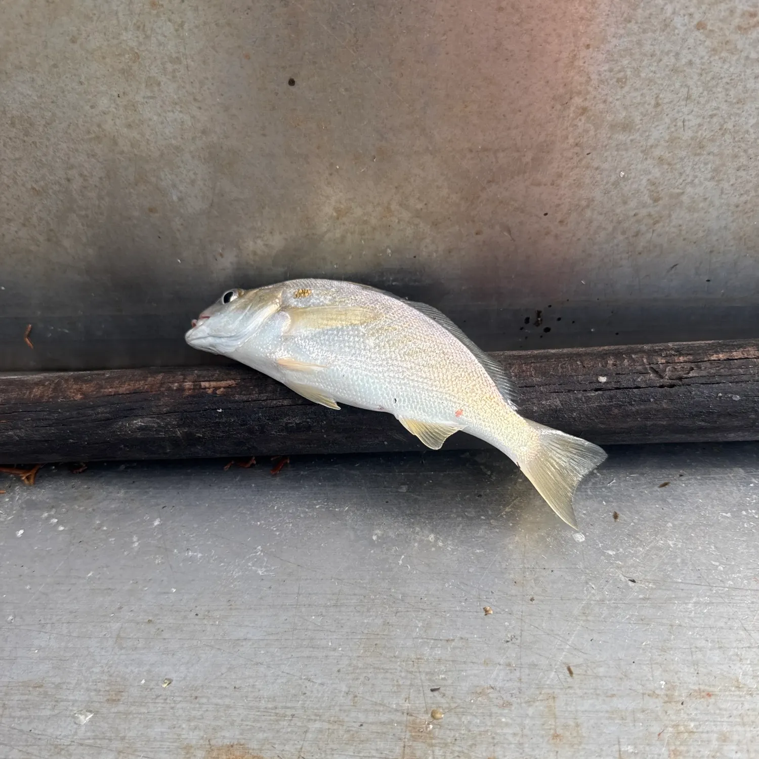 Spot croaker caught on Fishbrain