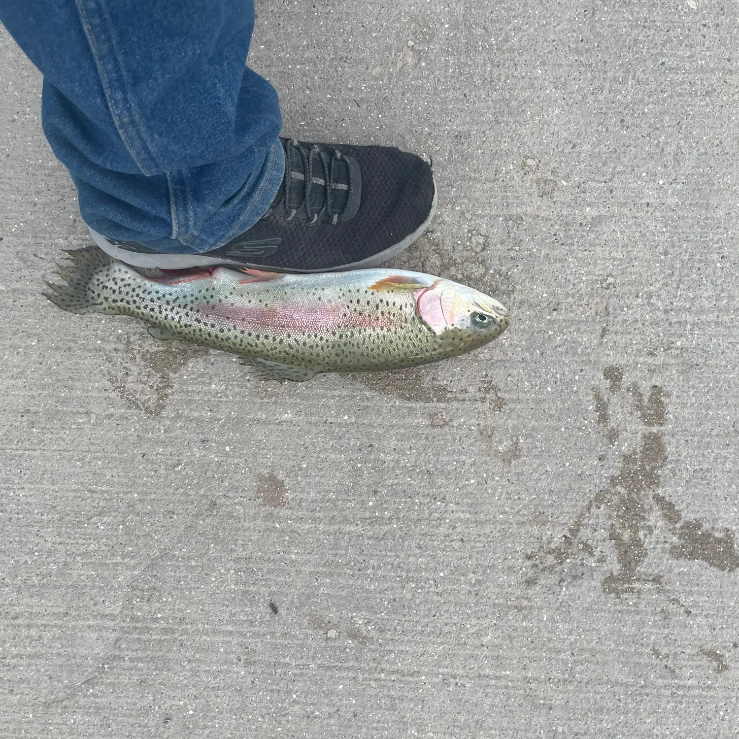 The most recent Cutbow catches on Fishbrain