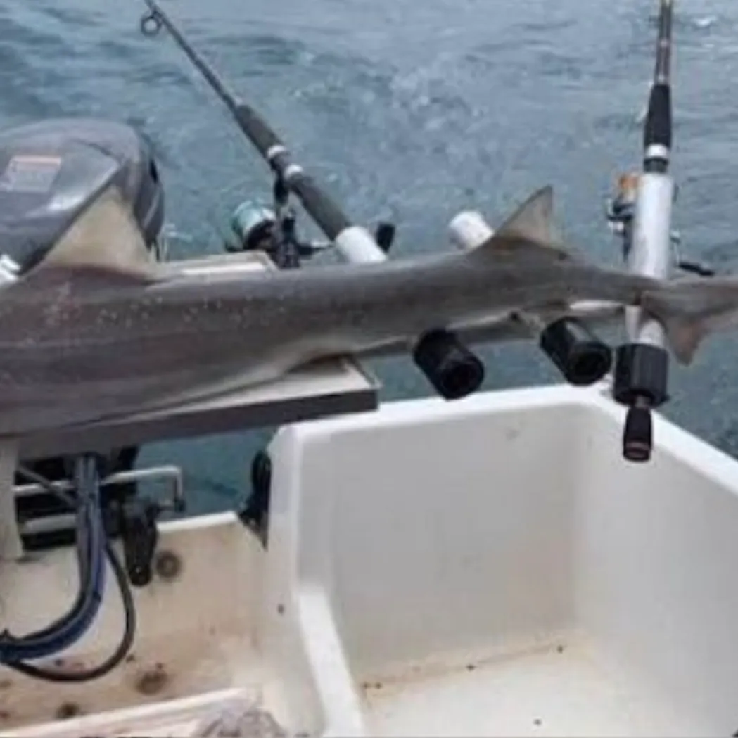 The most recent Gummy shark catches on Fishbrain