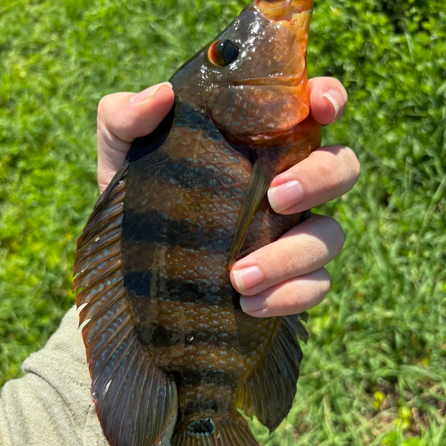 Mayan cichlid caught on Fishbrain