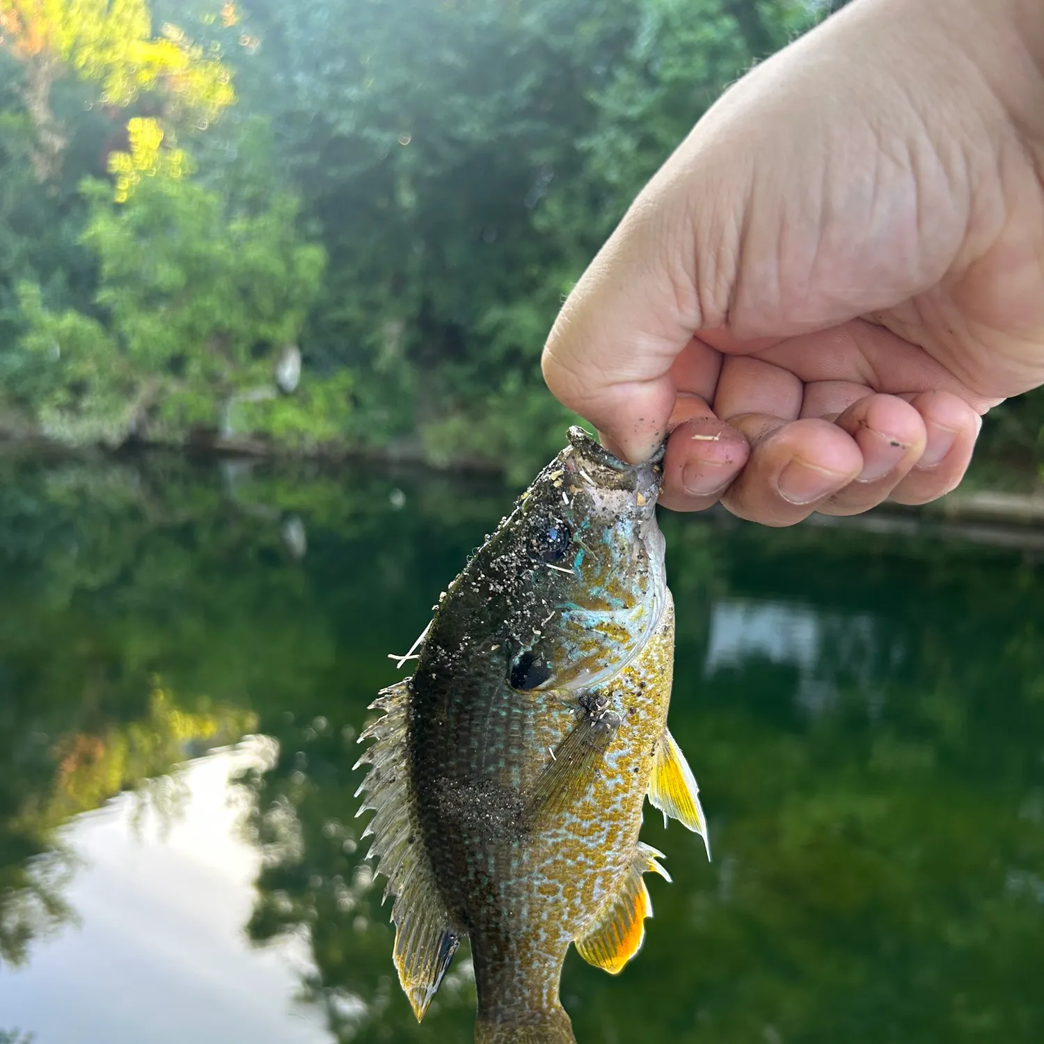 Green sunfish caught on Fishbrain