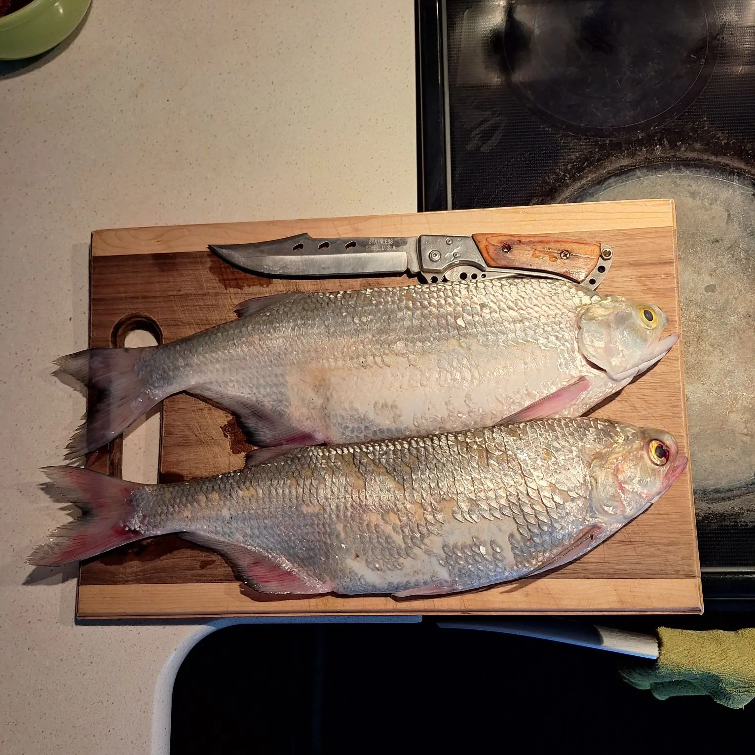 recently logged catches
