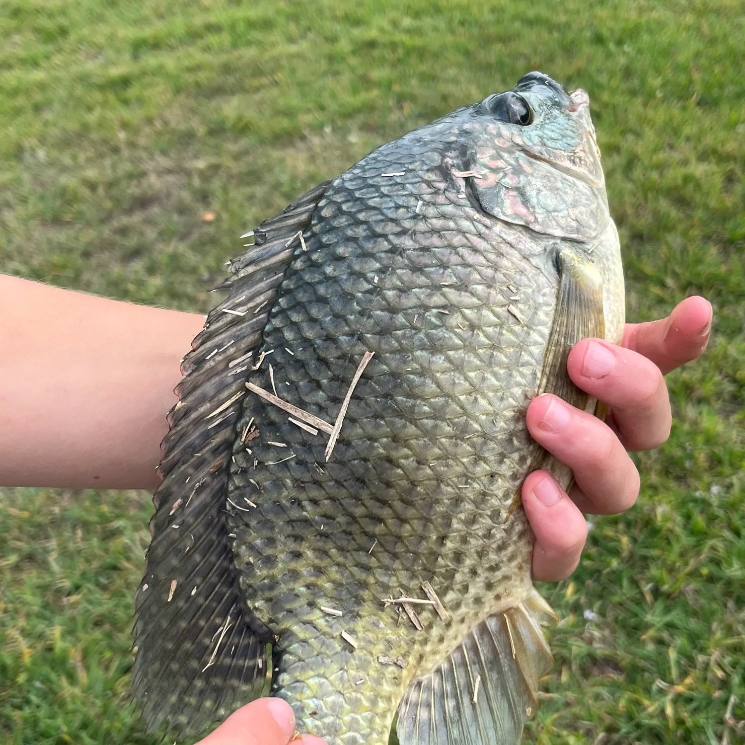 The most recent Blue tilapia catches on Fishbrain