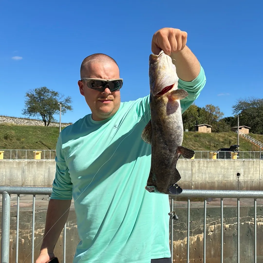 Black bullhead caught on Fishbrain