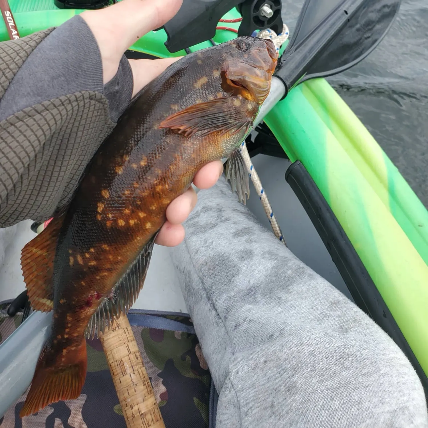 The most recent Rock greenling catches on Fishbrain