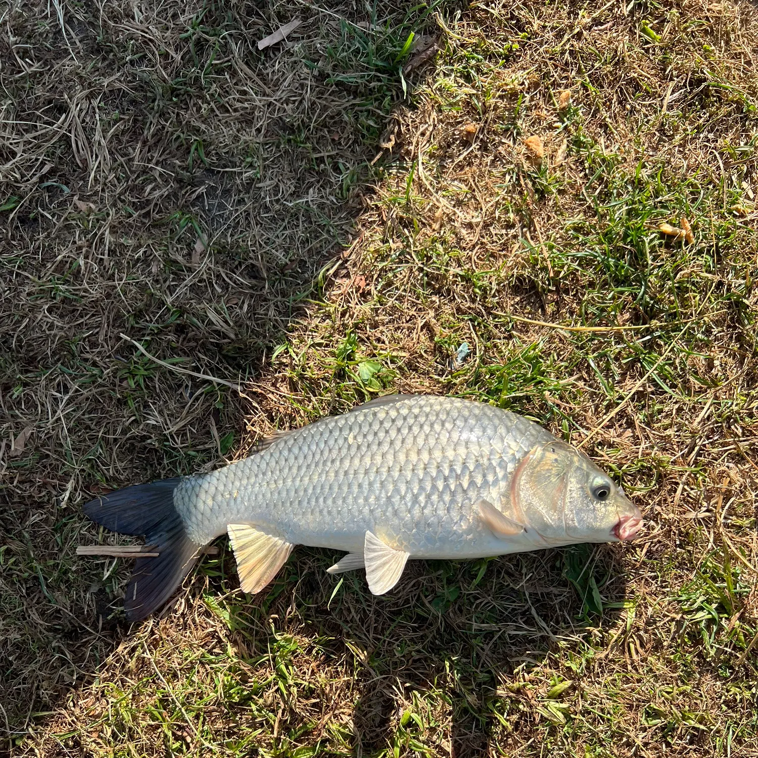 Fish caught on Fishbrain