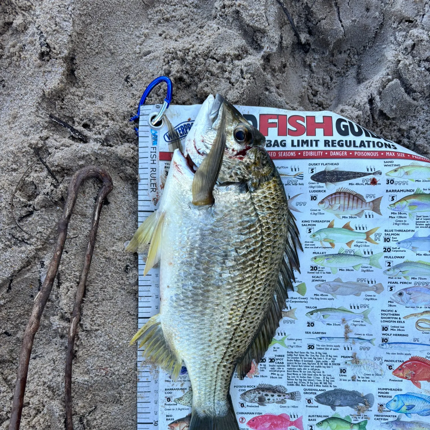 recently logged catches