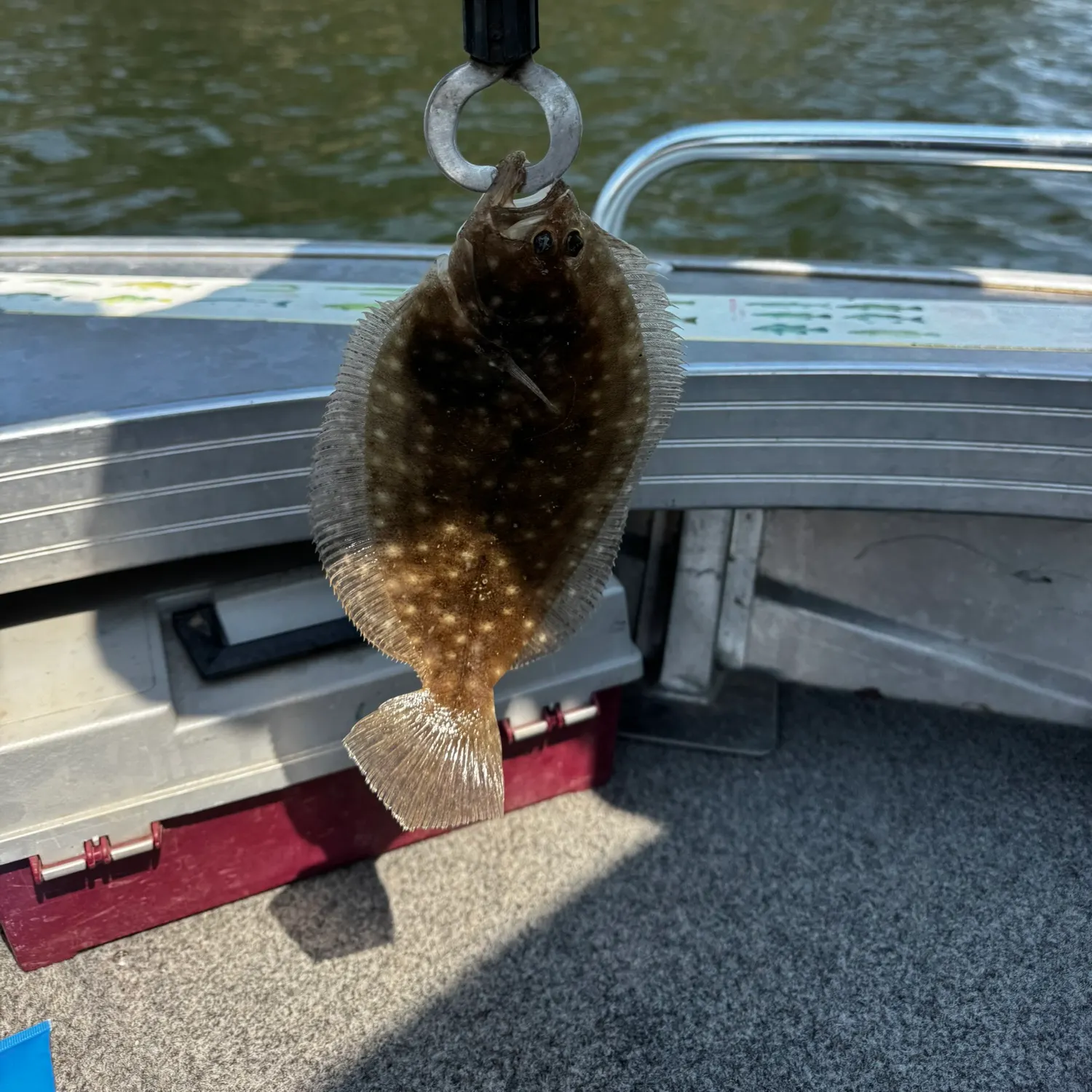 The most recent Southern flounder catches on Fishbrain